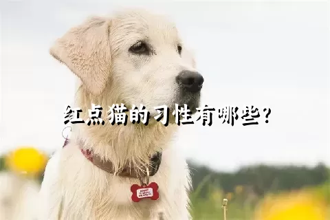 红点猫的习性有哪些？