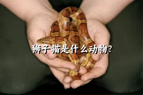 狮子猫是什么动物？