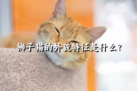 狮子猫的外貌特征是什么？