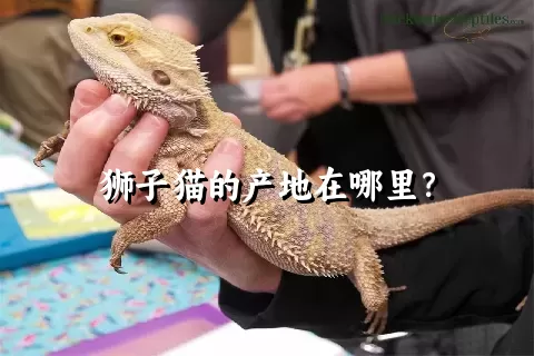 狮子猫的产地在哪里？