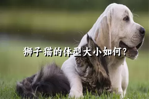 狮子猫的体型大小如何？