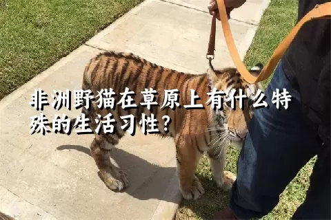 非洲野猫在草原上有什么特殊的生活习性？