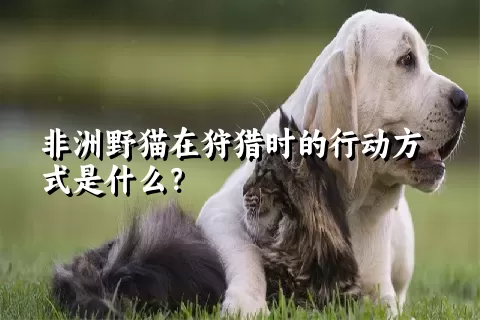 非洲野猫在狩猎时的行动方式是什么？