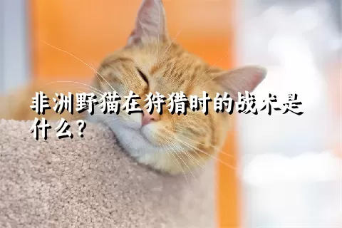 非洲野猫在狩猎时的战术是什么？