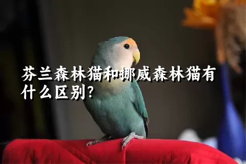 芬兰森林猫和挪威森林猫有什么区别？