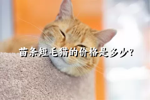 苗条短毛猫的价格是多少？