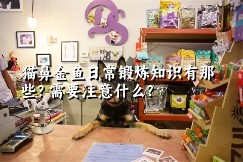 猫鼻金鱼日常锻炼知识有那些？需要注意什么？