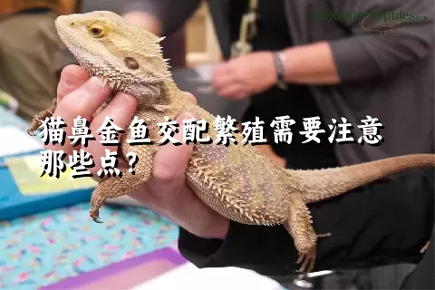 猫鼻金鱼交配繁殖需要注意那些点？