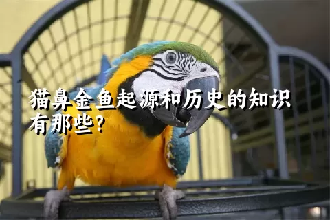 猫鼻金鱼起源和历史的知识有那些？