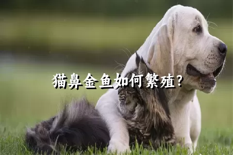 猫鼻金鱼如何繁殖？