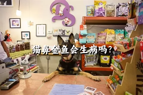 猫鼻金鱼会生病吗？