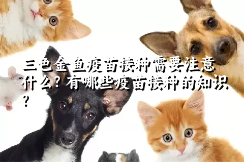 三色金鱼疫苗接种需要注意什么？有哪些疫苗接种的知识？