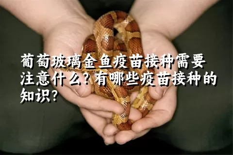 葡萄玻璃金鱼疫苗接种需要注意什么？有哪些疫苗接种的知识？