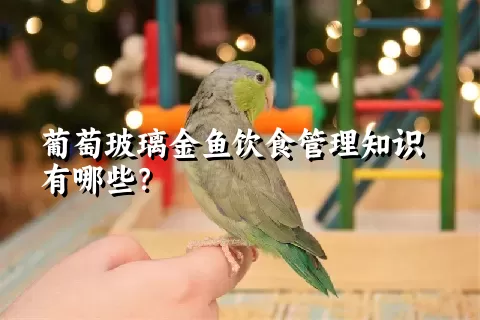 葡萄玻璃金鱼饮食管理知识有哪些？ 