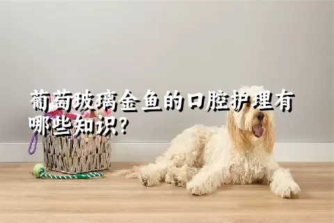 葡萄玻璃金鱼的口腔护理有哪些知识？