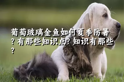 葡萄玻璃金鱼如何夏季防暑？有那些知识点？知识有那些？