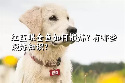 红蓝眼金鱼如何锻炼？有哪些锻炼知识？