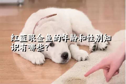 红蓝眼金鱼的年龄和性别知识有哪些？