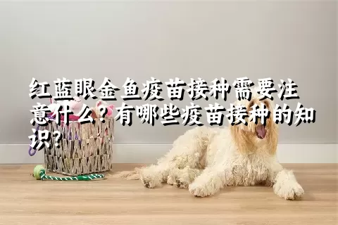 红蓝眼金鱼疫苗接种需要注意什么？有哪些疫苗接种的知识？