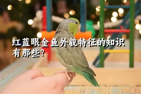 红蓝眼金鱼外貌特征的知识有那些？