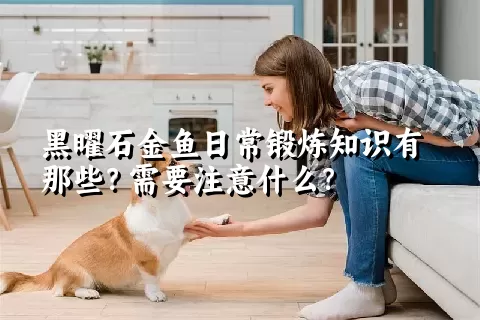 黑曜石金鱼日常锻炼知识有那些？需要注意什么？