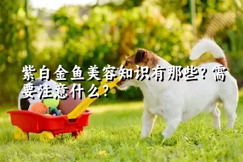 紫白金鱼美容知识有那些？需要注意什么？