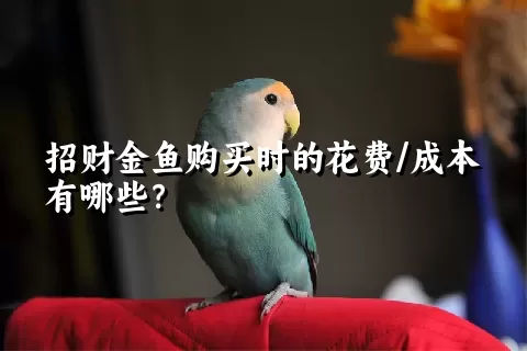 招财金鱼购买时的花费/成本有哪些？