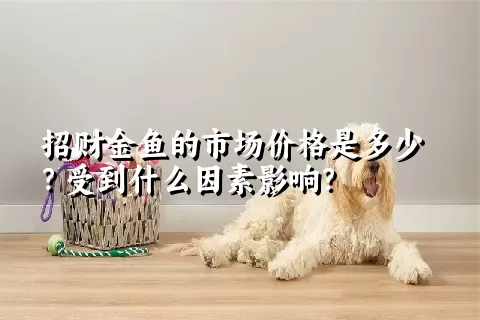 招财金鱼的市场价格是多少？受到什么因素影响？