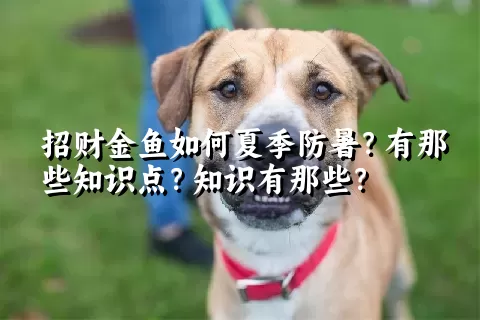 招财金鱼如何夏季防暑？有那些知识点？知识有那些？