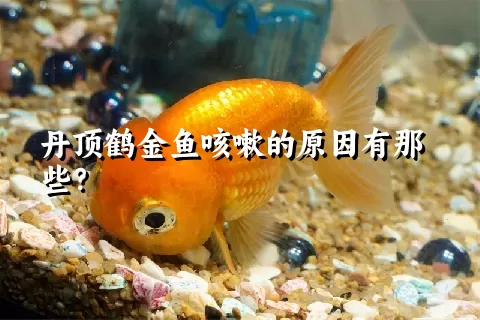 丹顶鹤金鱼咳嗽的原因有那些？ 