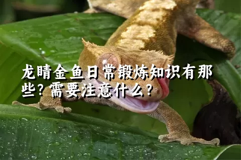 龙睛金鱼日常锻炼知识有那些？需要注意什么？