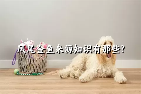 凤尾金鱼来源知识有那些?