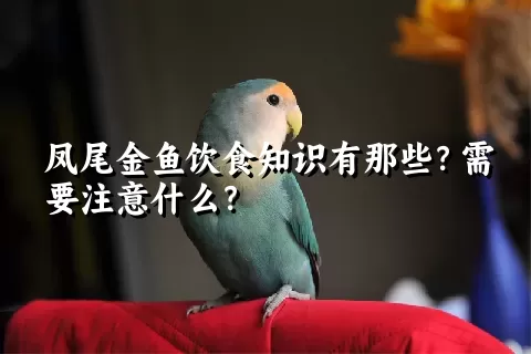 凤尾金鱼饮食知识有那些？需要注意什么？