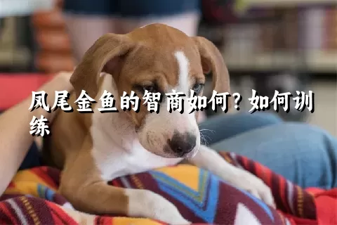 凤尾金鱼的智商如何？如何训练