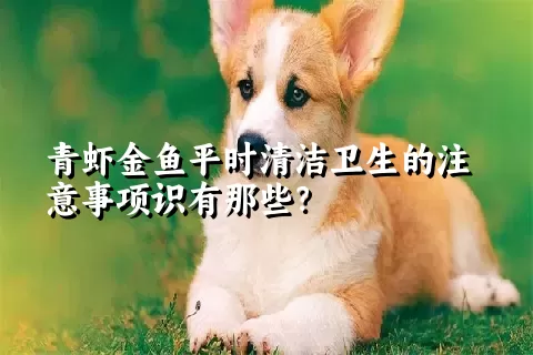 青虾金鱼平时清洁卫生的注意事项识有那些？ 