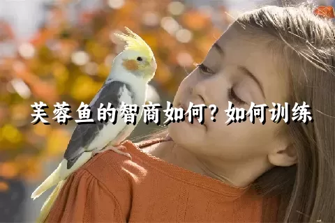 芙蓉鱼的智商如何？如何训练