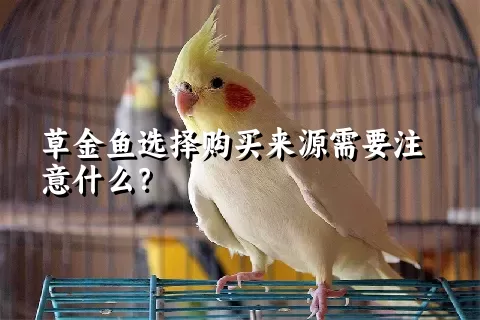 草金鱼选择购买来源需要注意什么？ 