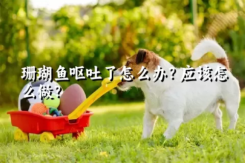 珊瑚鱼呕吐了怎么办？应该怎么做？