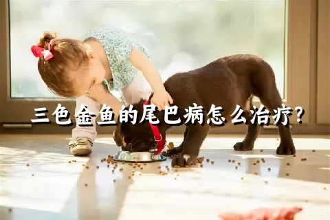 三色金鱼的尾巴病怎么治疗？