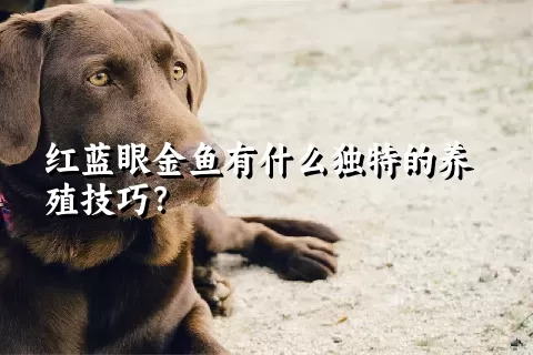 红蓝眼金鱼有什么独特的养殖技巧？