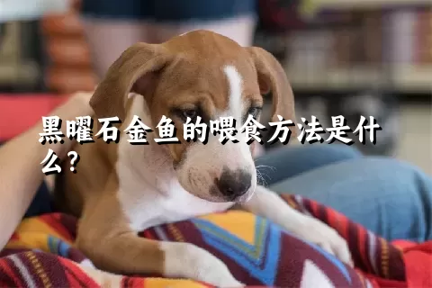 黑曜石金鱼的喂食方法是什么？