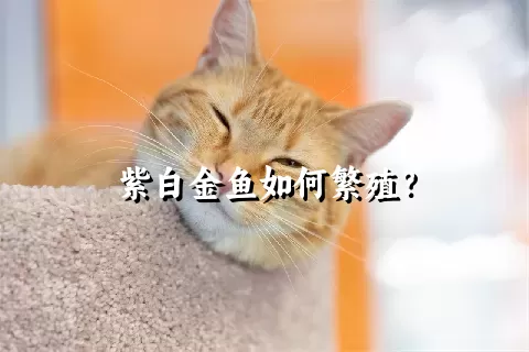 紫白金鱼如何繁殖？