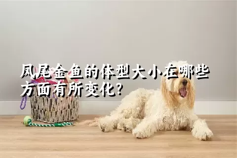 凤尾金鱼的体型大小在哪些方面有所变化？