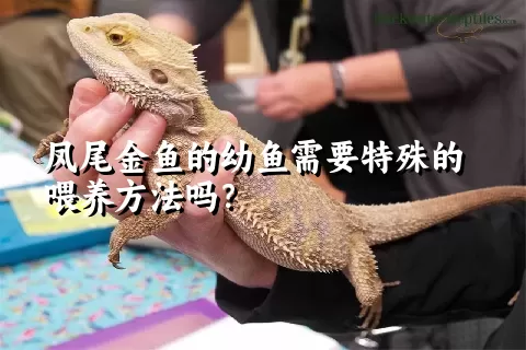 凤尾金鱼的幼鱼需要特殊的喂养方法吗？