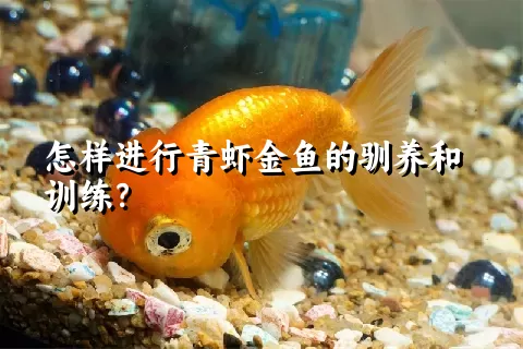 怎样进行青虾金鱼的驯养和训练？