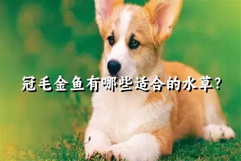 冠毛金鱼有哪些适合的水草？