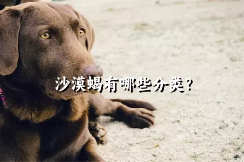 沙漠蝎有哪些分类？