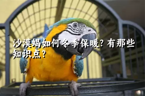 沙漠蝎如何冬季保暖？有那些知识点？