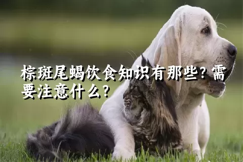 棕斑尾蝎饮食知识有那些？需要注意什么？