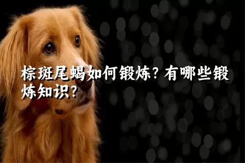 棕斑尾蝎如何锻炼？有哪些锻炼知识？